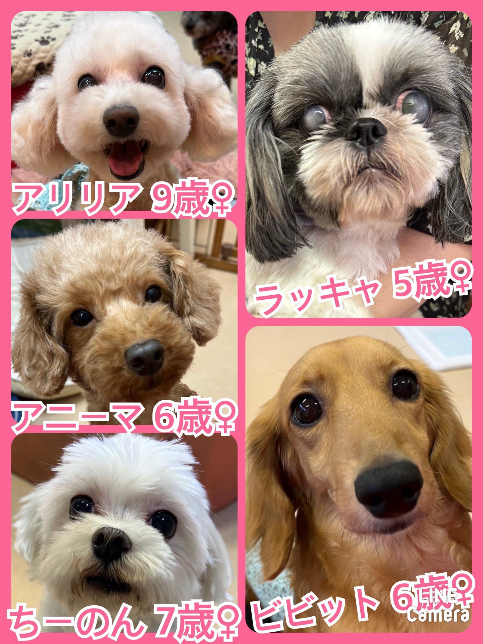 🐾今日の里親様募集中ワンコ🐶メンバーです🐾2023,9,23【保護犬カフェ天神橋店】